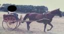 Attacchi - Calesse - Altra marca -  