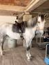 Cavalla PRE Andaluso In vendita 2019 Grigio