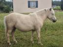 Puledra Shetland In vendita 2024 Palomino