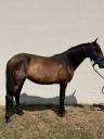 Puledra PRE Andaluso In vendita 2024 Baio scuro