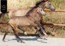 Puledro KWPN Cavallo da Sport Neerlandese In vendita 2026 Isabella ,  Quaterhit