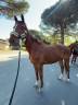 Cavalla AQPS In vendita 2020 Sauro ,  Spanish Moon