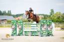 Castrone BWP Cavallo da Sangue Belgio In vendita 2016 Baio