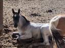 Puledro Welsh Part Bred In vendita 2026 Altro colore ,  Hermes de la Meloise