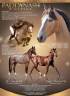 Castrone PFS Pony Francese da Sella In vendita 2025 Isabella