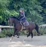 Cavalla KWPN Cavallo da Sport Neerlandese In vendita 2018 Nero