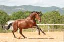 Castrone Lusitano In vendita 2020 Baio ,  ARAGAO