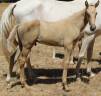 Puledro Sella Francese In vendita 2026 Palomino