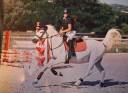 Sella Junior / Sella Pony Forestier  16" - 2013