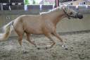 Cavalla AES Anglo European Studbook In vendita 2021 Palomino