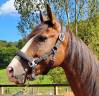 Cavalla Lusitano In vendita 2017 Baio ,  SPARTACUS