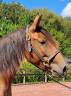 Cavalla Lusitano In vendita 2018 Baio ,  SPARTACUS CSM