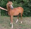 Puledra Welsh Poney (Sezione B) In vendita 2025 Sauro ,  EYARTH ANOKI
