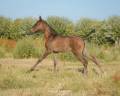 Puledra Lusitano In vendita 2026 Nero ,  Onyx des Ocres