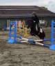 Castrone Shetland In vendita 2022 Nero