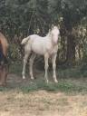 Puledra Quarter Horse In vendita 2026 Crema ,  Dokky munk award