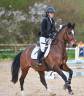 Castrone PFS Pony Francese da Sella In vendita 2015 Baio ,  ACTIF D'ARGENT
