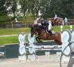 Castrone KWPN Cavallo da Sport Neerlandese In vendita 2018 Baio scuro ,  Grand slam vdl