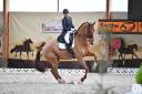 Castrone KWPN Cavallo da Sport Neerlandese In vendita 2011 Sauro