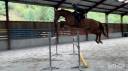 Castrone sBs Cavallo da Sport Belgio In vendita 2019 Sauro ,  Joker ask