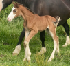 Puledro PFS Pony Francese da Sella In vendita 2026 Baio
