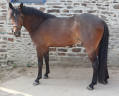 Castrone PFS Pony Francese da Sella In vendita 2023 Baio scuro ,  O Ma Dou&eacute; Kersidal
