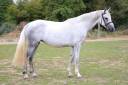 Cavalla Sella Francese In vendita 2022 Grigio ,  Prinz Clintus