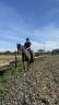 Cavalla sBs Cavallo da Sport Belgio In vendita 2023 Baio scuro