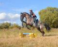 Stallone Lusitano In vendita 2018 Grullo ,  OUREM SAG