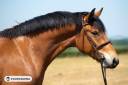 Castrone Haflinger In vendita 2022 Isabella ,  Amiral de minuit