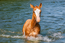 Puledro Quarter Horse In vendita 2026 Sauro