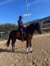 Castrone KWPN Cavallo da Sport Neerlandese In vendita 2015 Baio ,  SANDREO