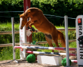 Cavalla Altre Razze di Pony In vendita 2022 Sauro
