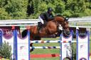 Cavalla Sella Francese In vendita 2019 Baio ,  DIAMANT DE SEMILLY