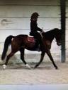 Castrone Trottatore Francese In vendita 2017 Baio