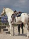 Intero Quarter Horse In vendita 2020 Palomino