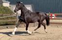 Cavalla KWPN Cavallo da Sport Neerlandese In vendita 2015 Nero