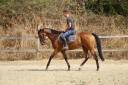 Castrone Cavallo da Sangue In vendita 2019 Baio