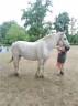 Cavalla Percheron In vendita 2013 Grigio ,  un de mai de la baco