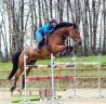 Cavalla BWP Cavallo da Sangue Belgio In vendita 2016 Baio ,  Prince van de Wolfsakker