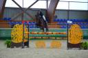 Castrone Zangersheide In vendita 2018 Baio ,  Windbreaker H