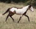 Castrone Paint Horse In vendita 2025 Overo ,  Farwest dela lande