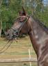 Cavalla KWPN Cavallo da Sport Neerlandese In vendita 2020 Nero ,  Le Formidable