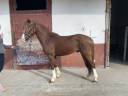 Castrone PFS Pony Francese da Sella In vendita 2021 Sauro brul&eacute;