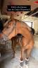 Cavalla sBs Cavallo da Sport Belgio In vendita 2022 Sauro