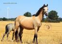 Cavalla Welsh Poney (Sezione B) In vendita 2023 Isabella