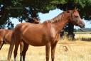 Cavalla Welsh Poney (Sezione B) In vendita 2022 Sauro