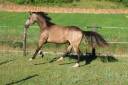 Cavalla PFS Pony Francese da Sella In vendita 2024 Isabella