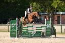 Cavalla KWPN Cavallo da Sport Neerlandese In vendita 2020 Baio ,  Opium JW VAN DER MOERHOEVE TN