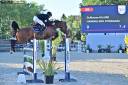 Puledro Sella Francese In vendita 2026 Baio